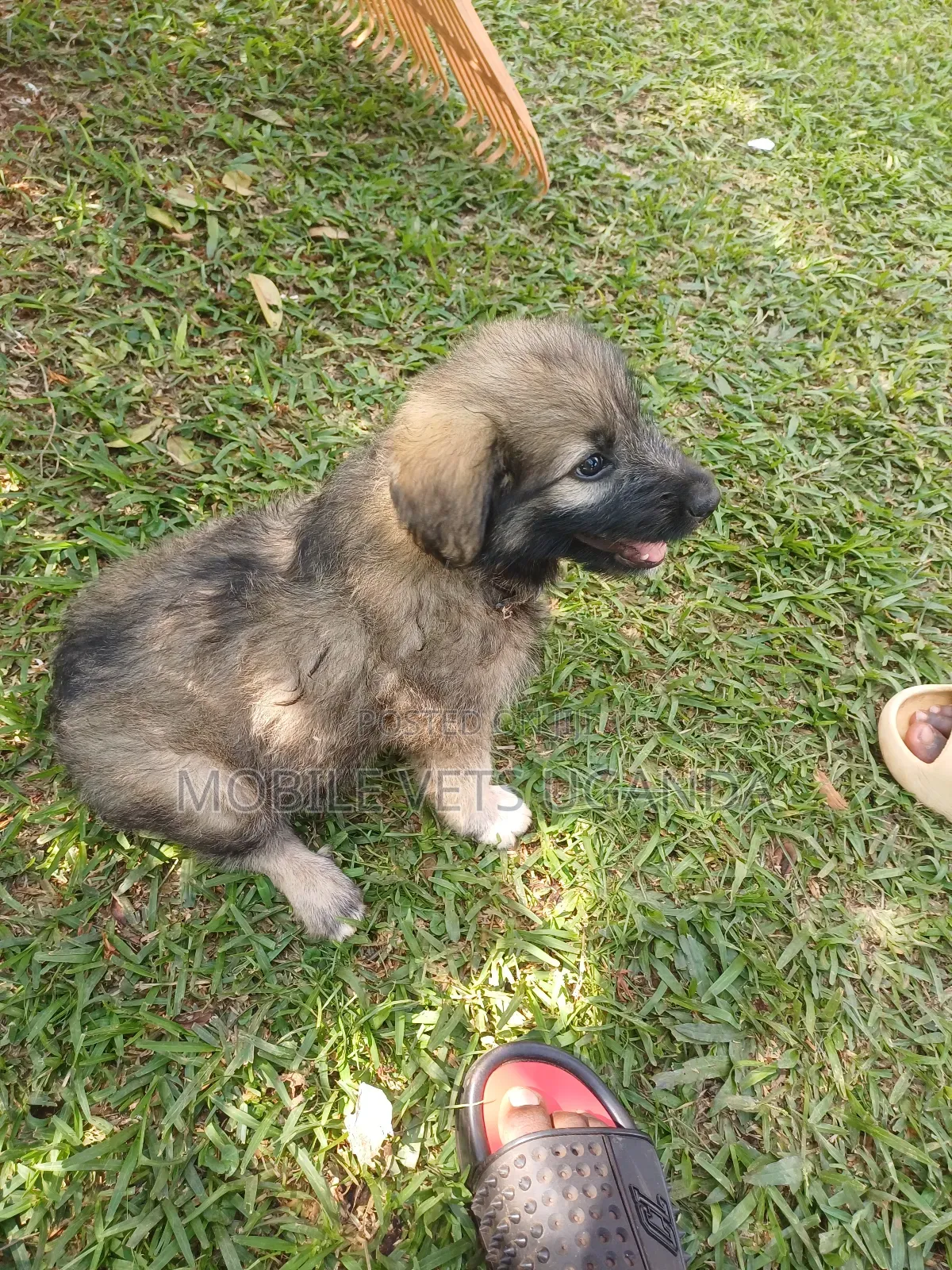 1-3 months Female Purebred German Shepherd