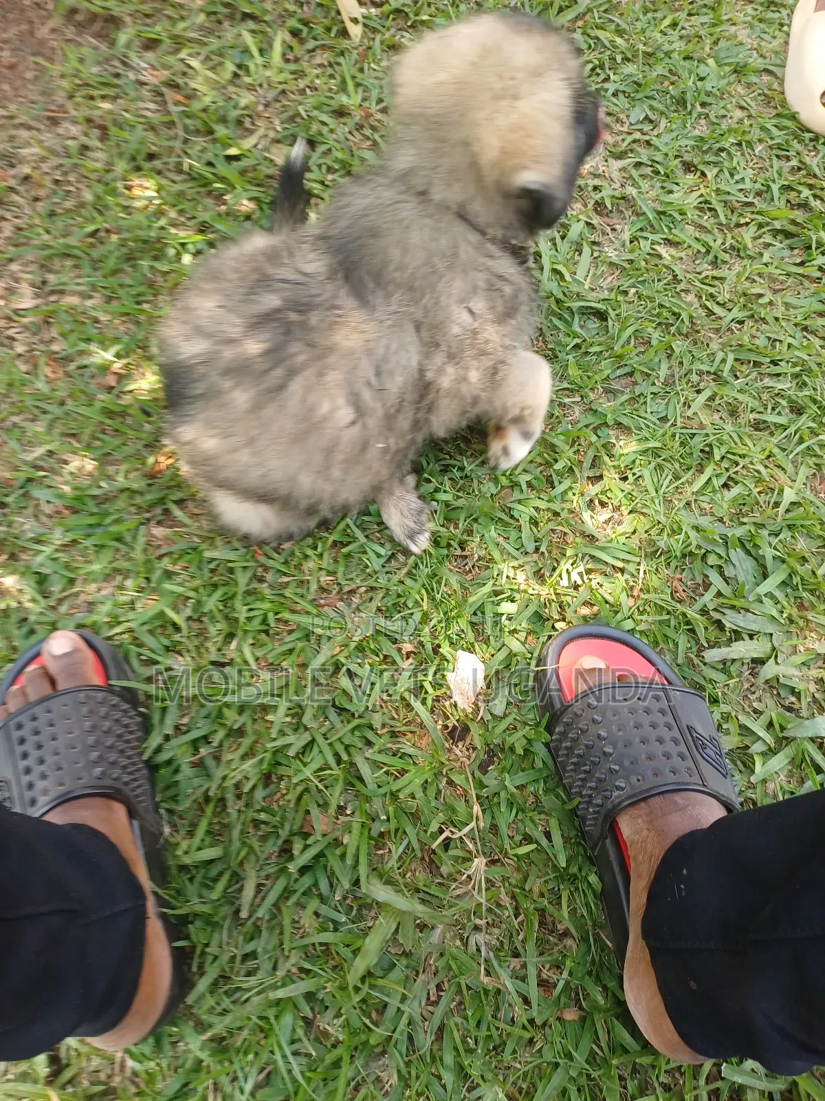1-3 months Female Purebred German Shepherd