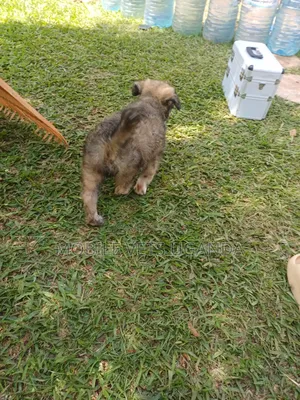 3-6 months Male Purebred German Shepherd