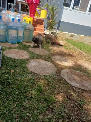 3-6 months Male Purebred German Shepherd