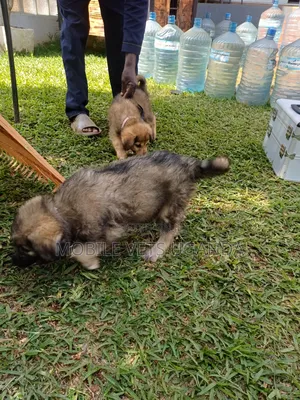 1-3 months Female Purebred German Shepherd