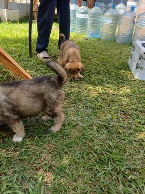 3-6 months Male Purebred German Shepherd