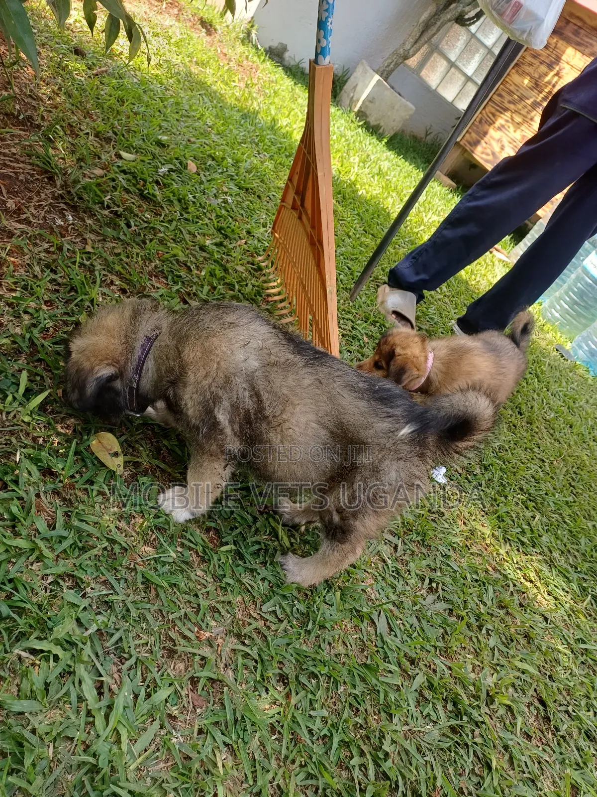 3-6 months Male Purebred German Shepherd