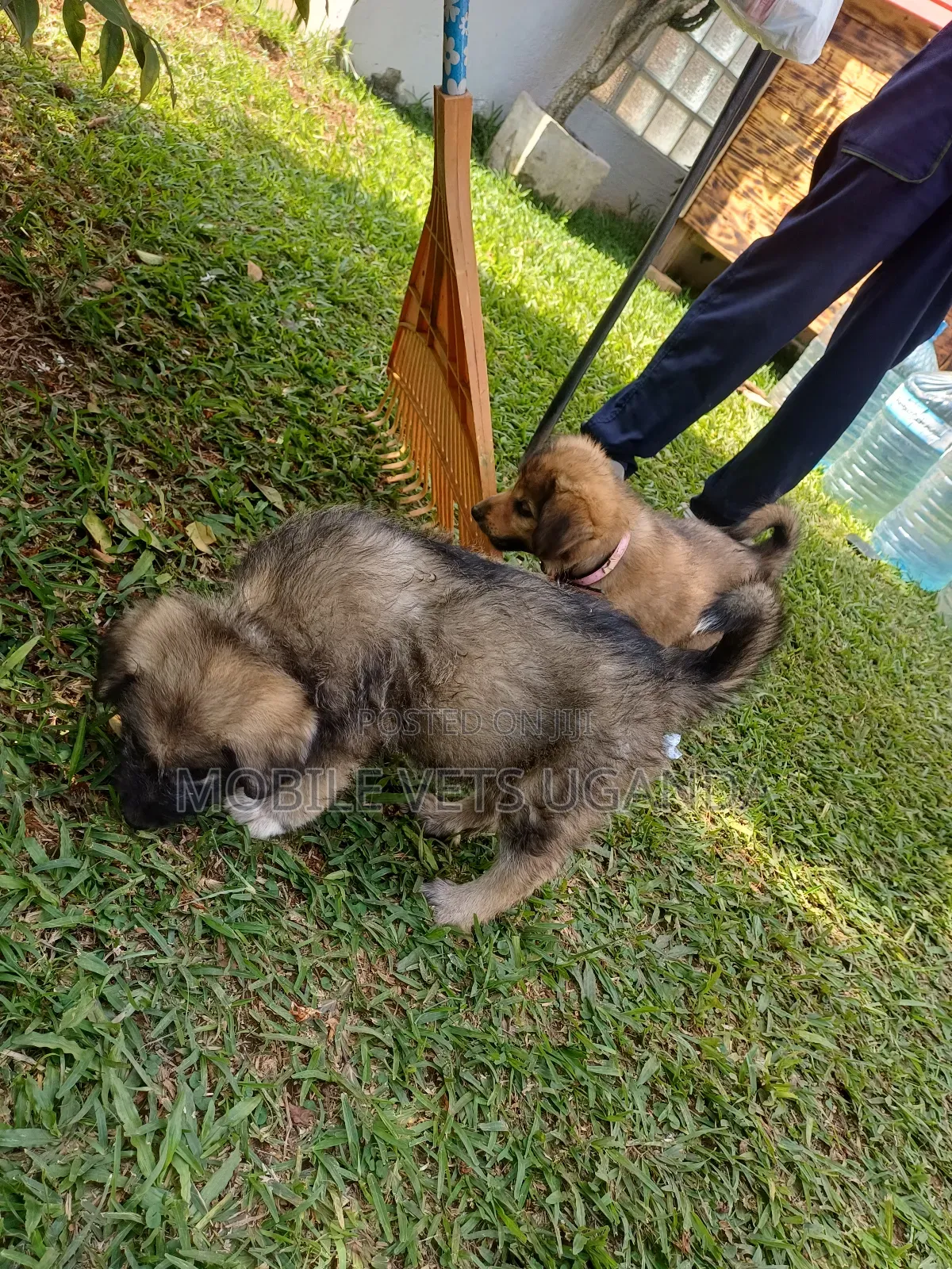 0-1 month Female Purebred German Shepherd