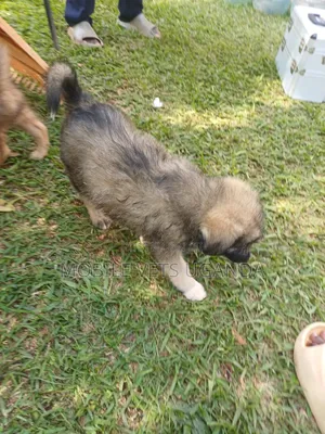 1-3 months Male Purebred German Shepherd