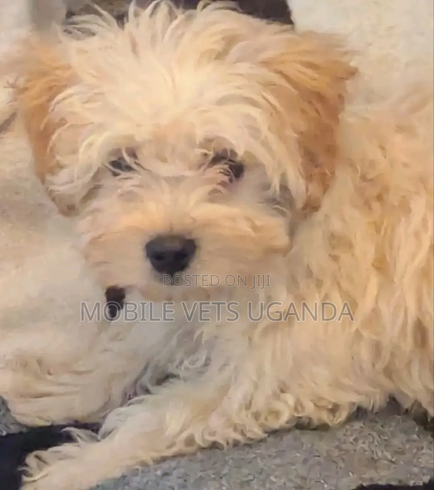 3-6 months Male Purebred Maltese