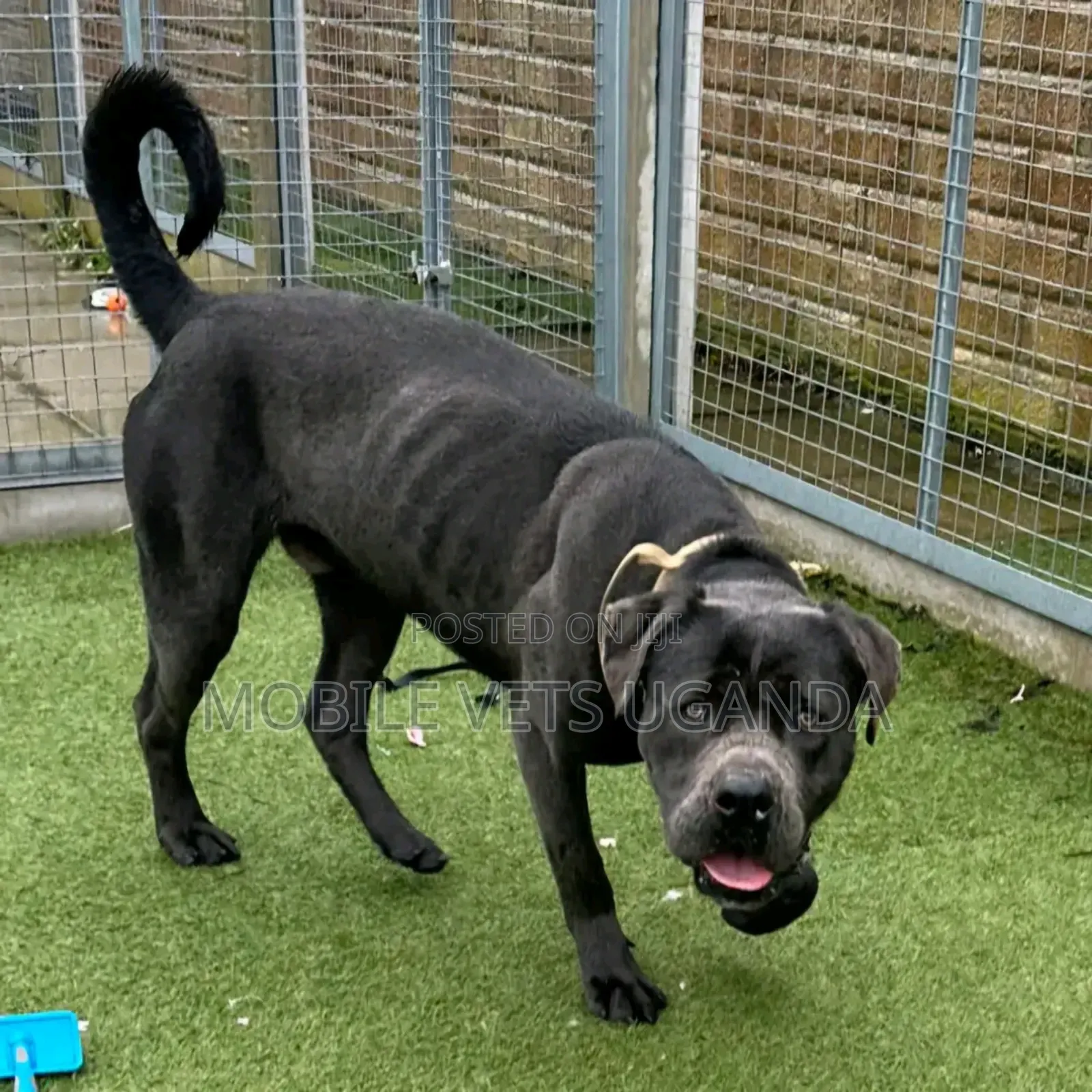 6-12 months Male Purebred Boerboel
