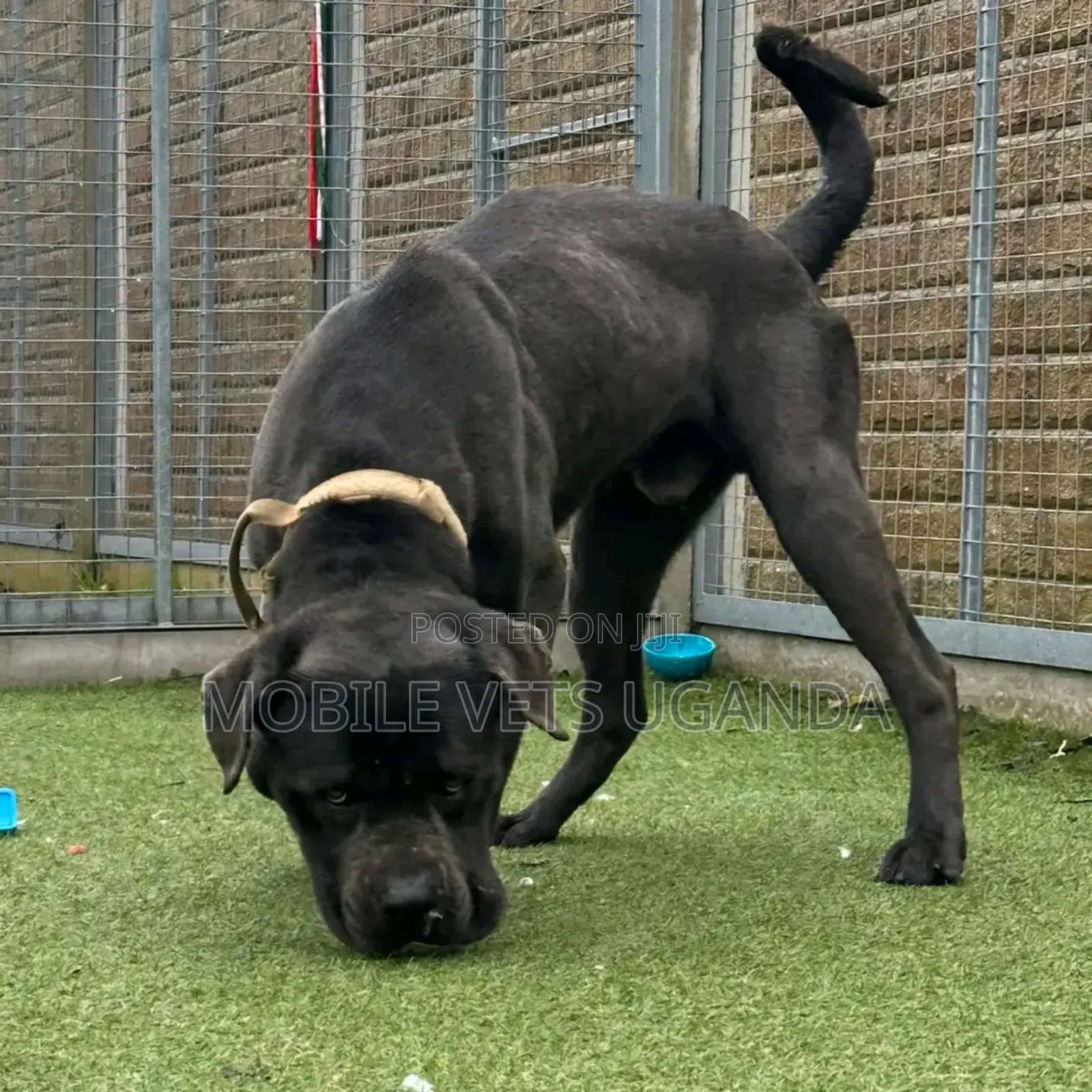 6-12 months Male Purebred Boerboel