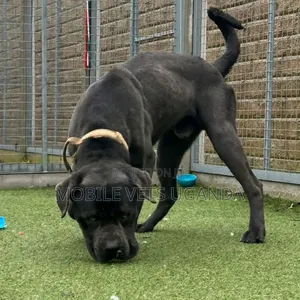 6-12 months Male Purebred Boerboel