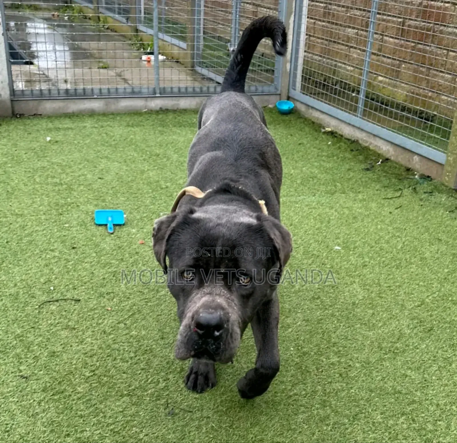 1+ year Female Purebred Boerboel
