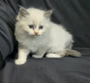 0-1 month Female Purebred Snowshoe