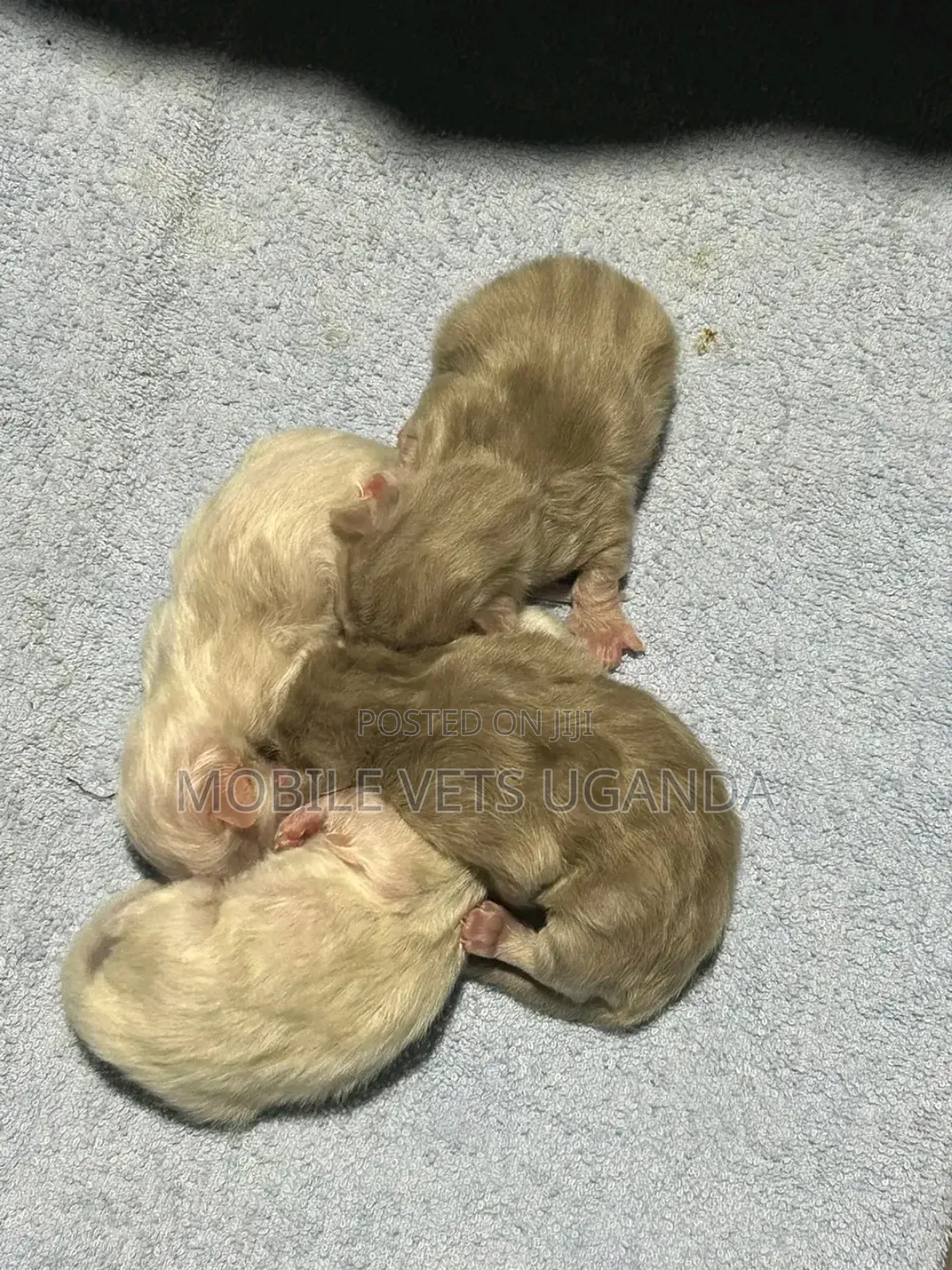 0-1 month Male Purebred American Shorthair