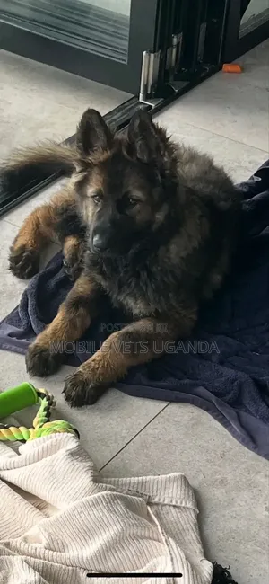 3-6 months Female Purebred German Shepherd