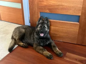3-6 months Male Purebred German Shepherd
