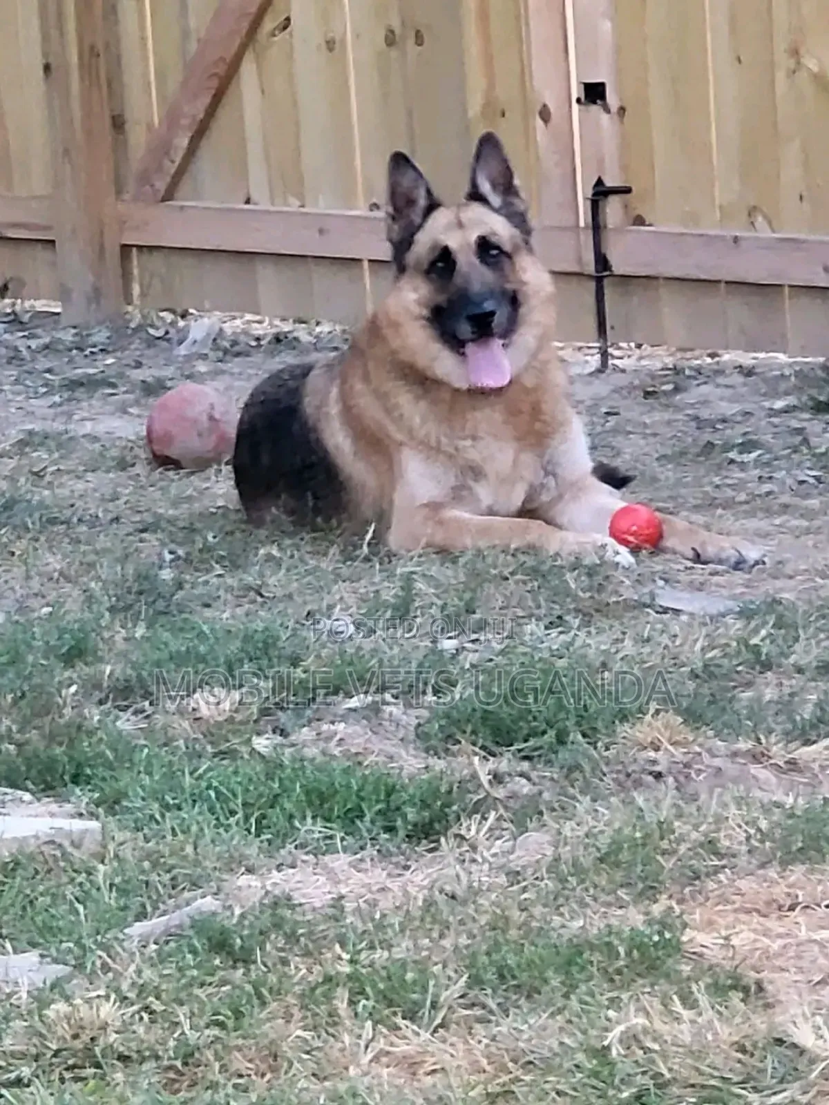1+ year Female Purebred German Shepherd