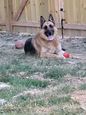 1+ year Female Purebred German Shepherd