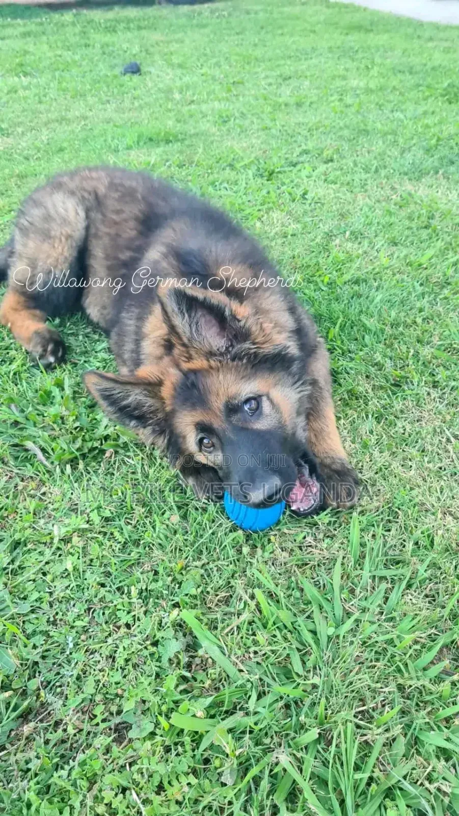 3-6 months Male Purebred German Shepherd