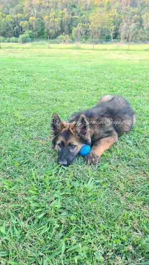1-3 months Female Purebred German Shepherd