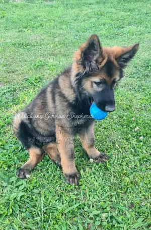 3-6 months Male Purebred German Shepherd