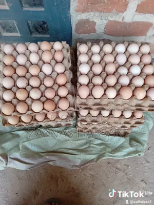Hassan Local Poultry Breeders Farm