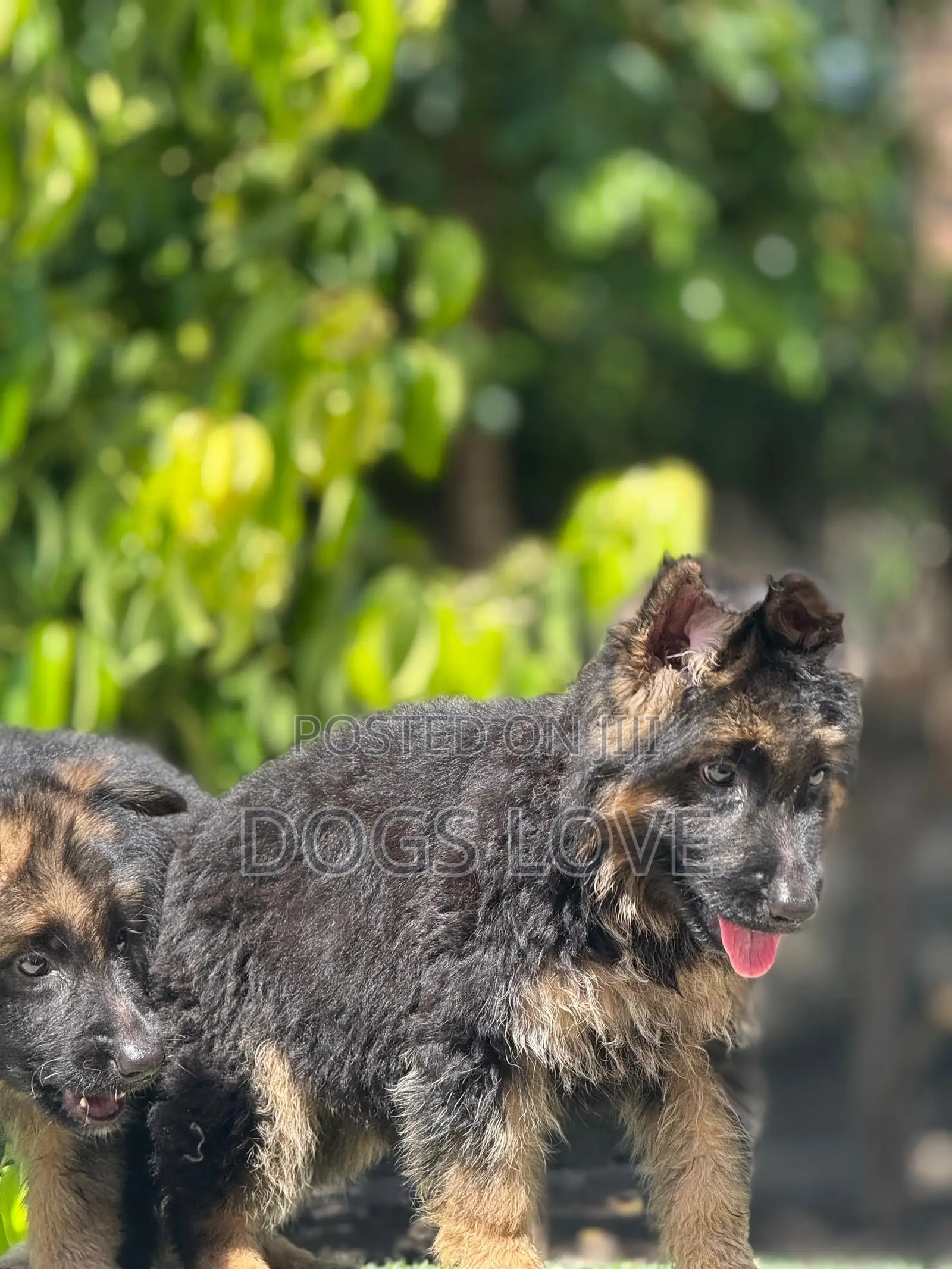 1-3 months Female Purebred German Shepherd