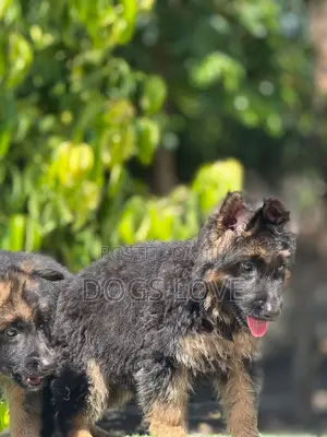 1-3 months Female Purebred German Shepherd