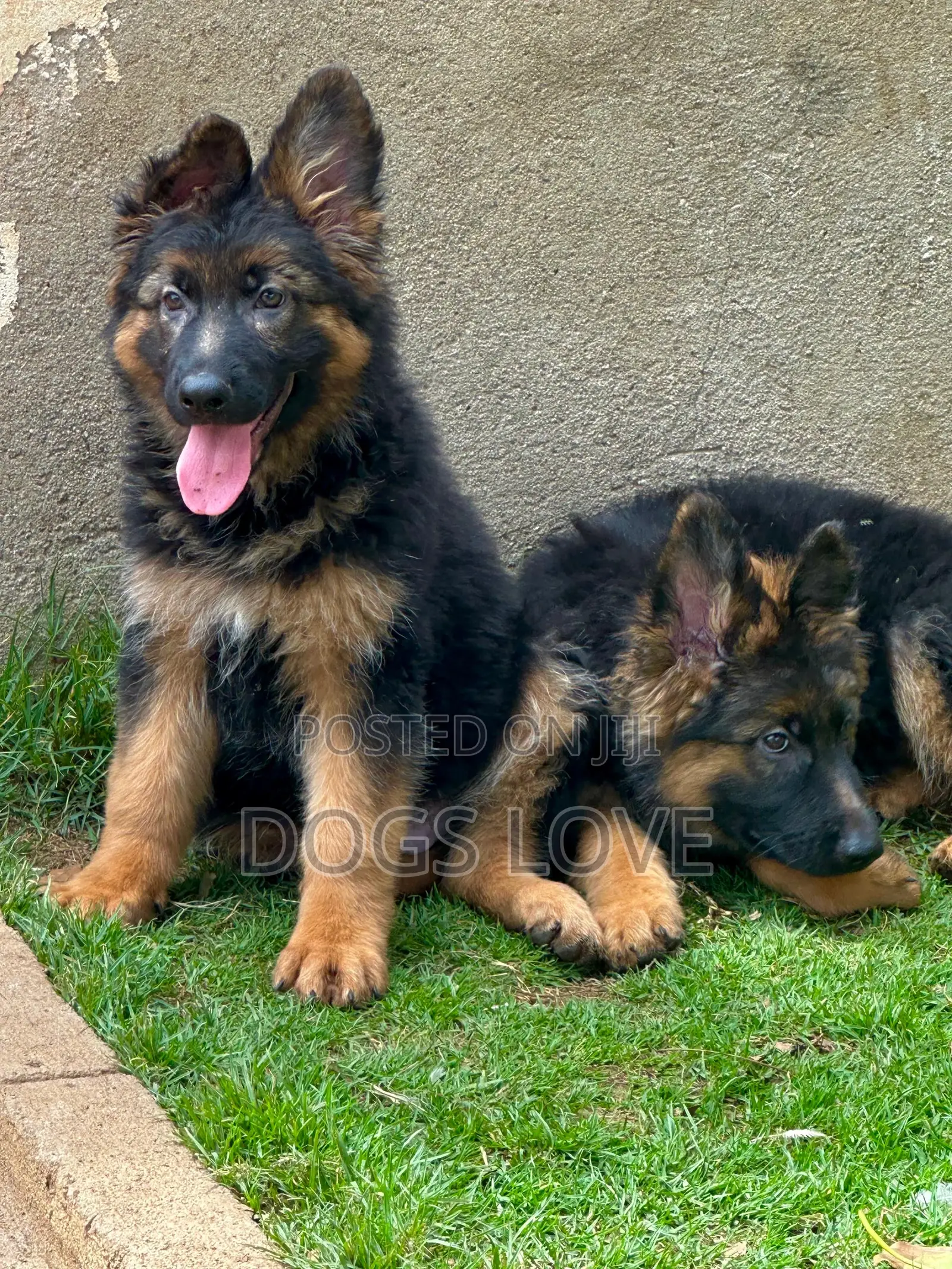 1-3 months Female Purebred German Shepherd