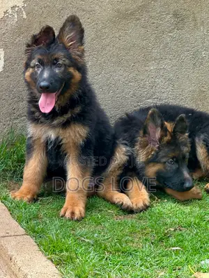 1-3 months Female Purebred German Shepherd