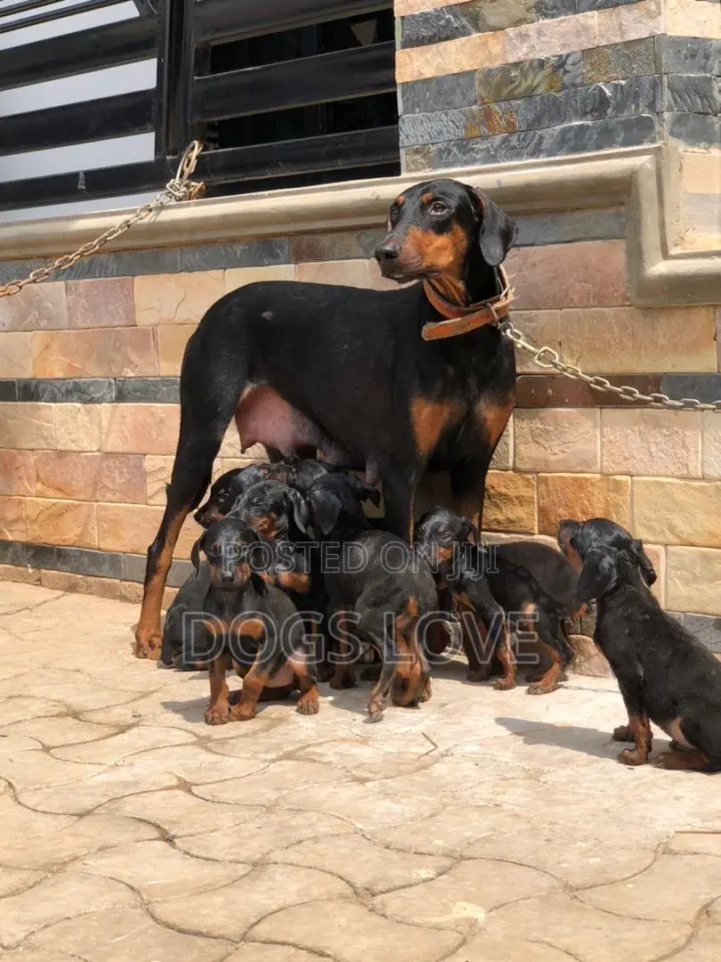 1-3 months Male Purebred Doberman Pinscher