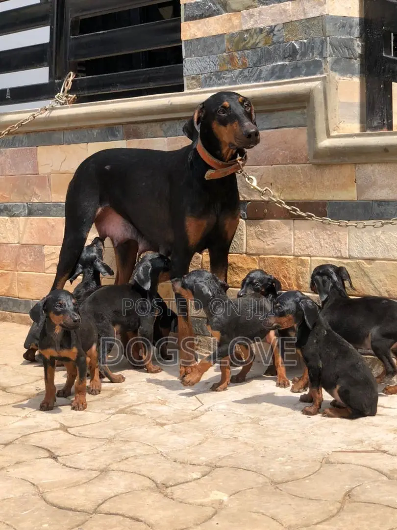 1-3 months Male Purebred Doberman Pinscher