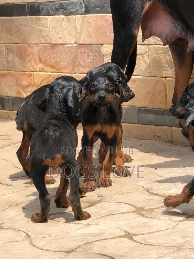 1-3 months Male Purebred Doberman Pinscher