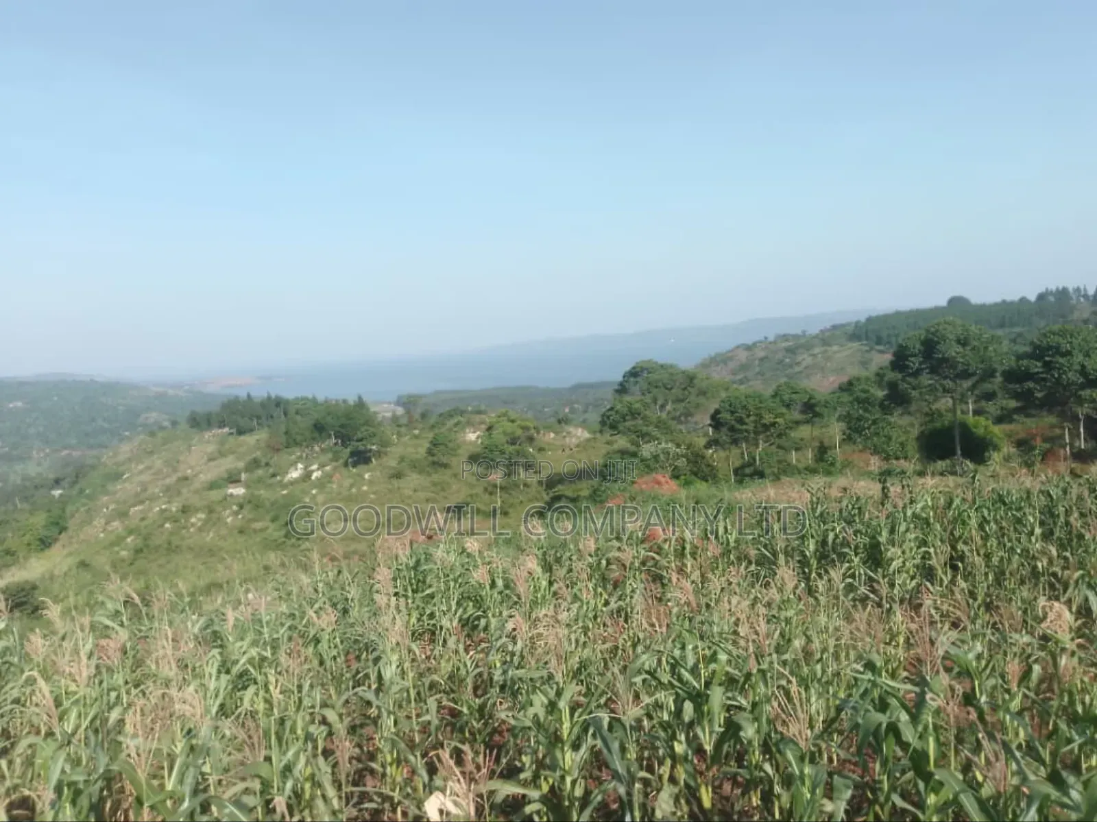 36 Acres of Land Kiyiindi Lukalu Viewing Lake Victoria .2km Off Tarmac