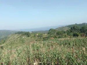 36 Acres of Land Kiyiindi Lukalu Viewing Lake Victoria .2km Off Tarmac