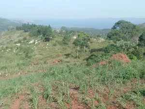 36 Acres of Land Kiyiindi Lukalu Viewing Lake Victoria .2km Off Tarmac