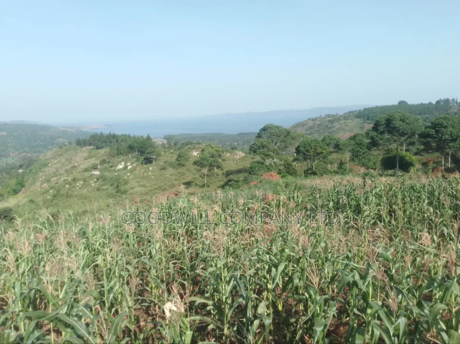36 Acres of Land Kiyiindi Lukalu Viewing Lake Victoria .2km Off Tarmac