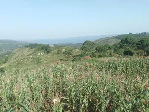 36 Acres of Land Kiyiindi Lukalu Viewing Lake Victoria .2km Off Tarmac