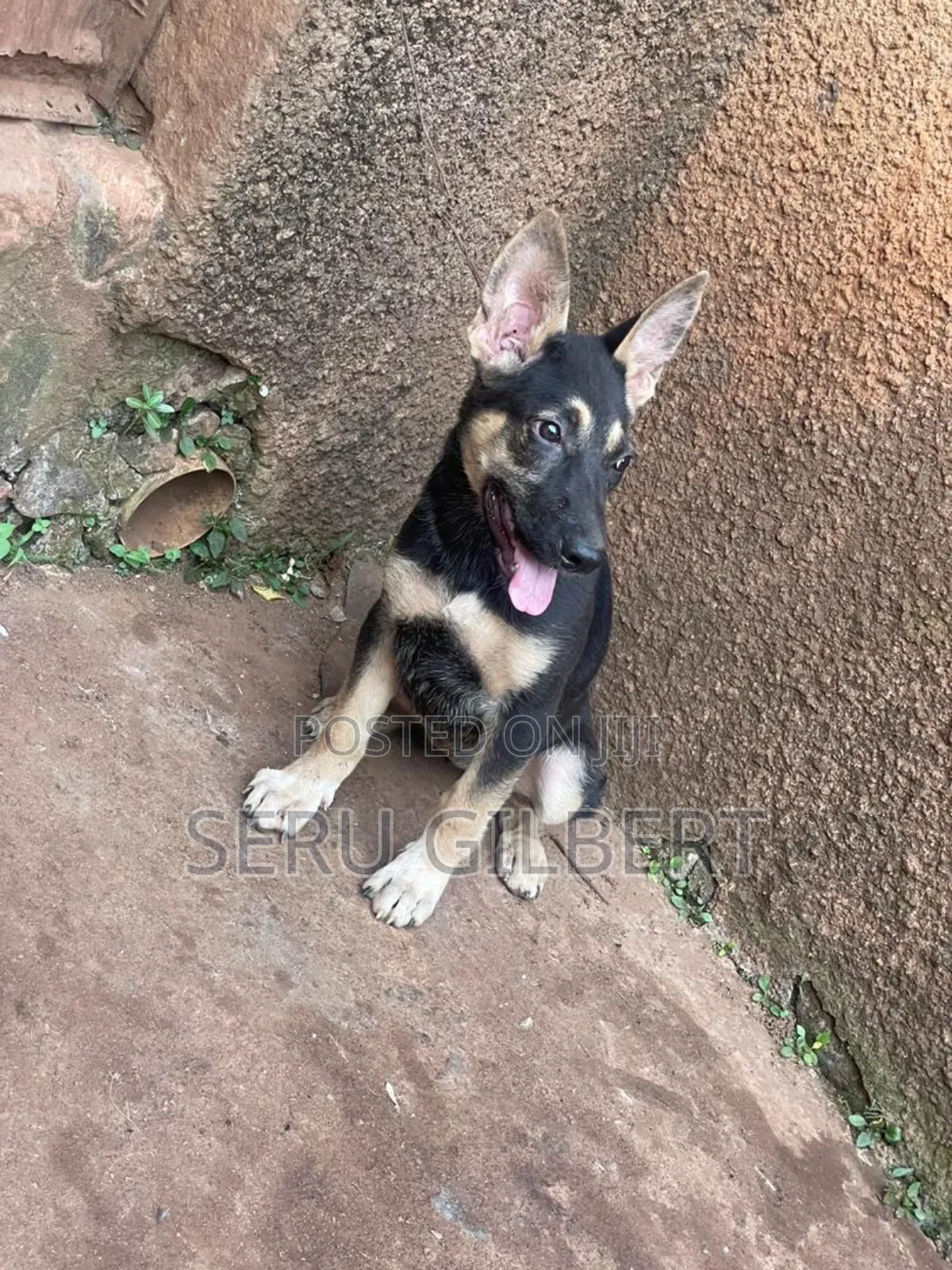 1-3 months Female Purebred German Shepherd