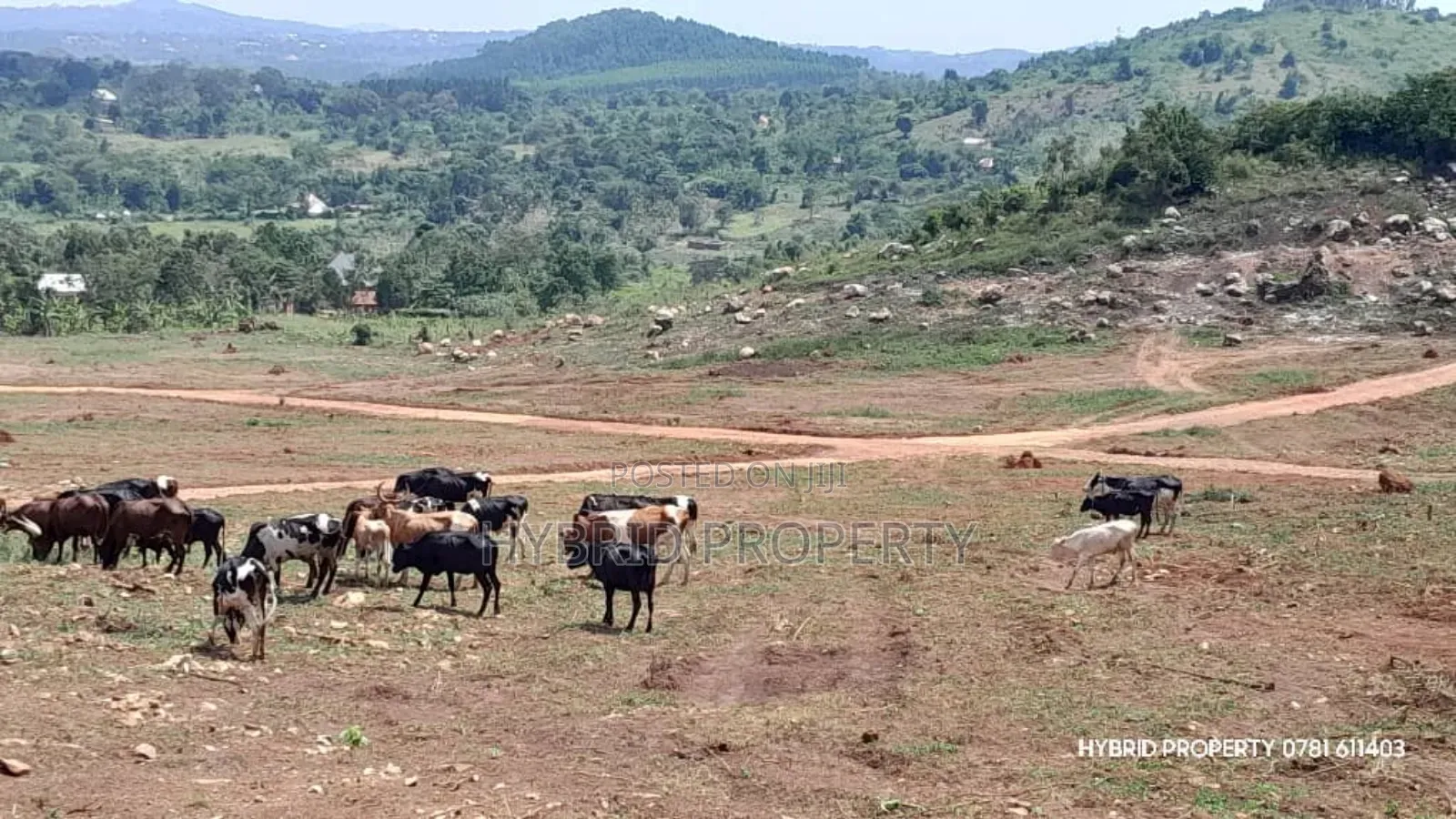 Prime Plots For Sale At Kakiri Muguluka Hill View Kulya Show Estate.