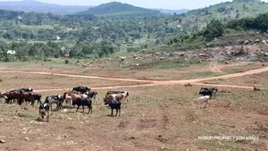 Prime Plots For Sale At Kakiri Muguluka Hill View Kulya Show Estate.