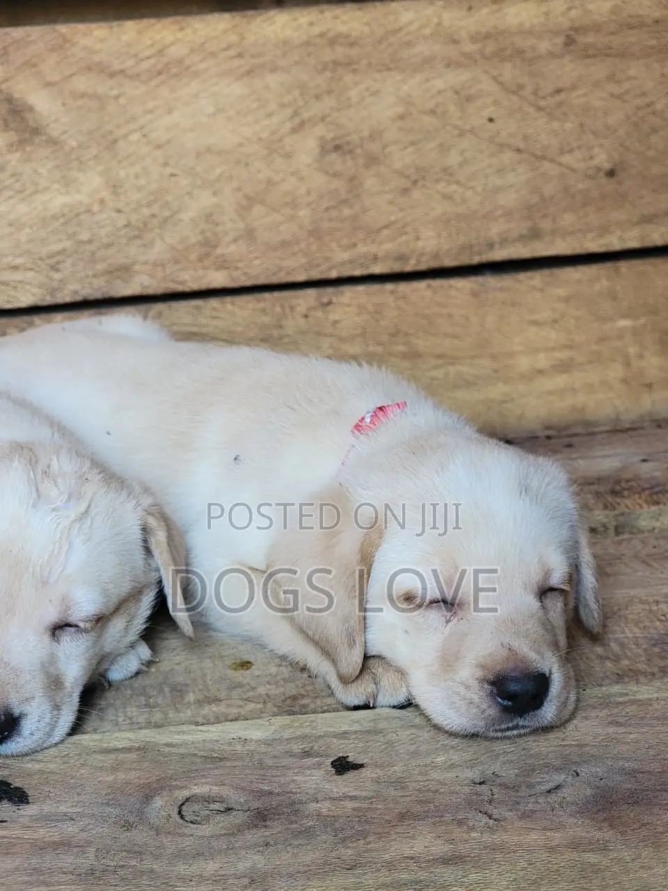 1-3 months Male Purebred Labrador Retriever