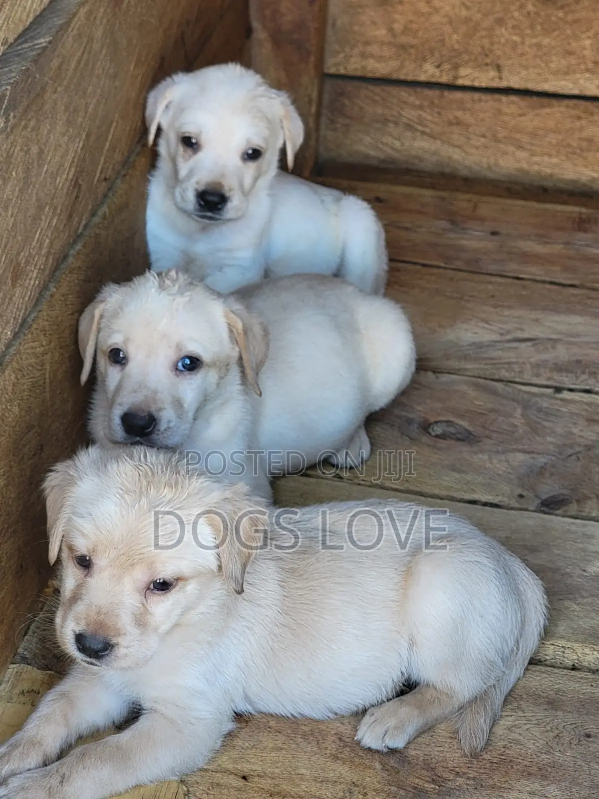 1-3 months Male Purebred Labrador Retriever