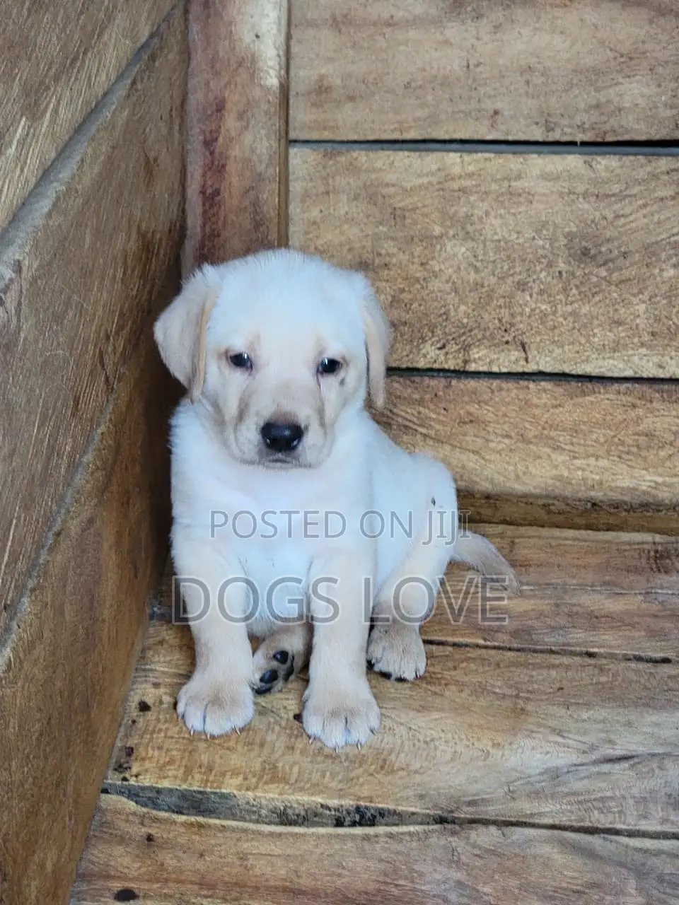 1-3 months Female Purebred Labrador Retriever