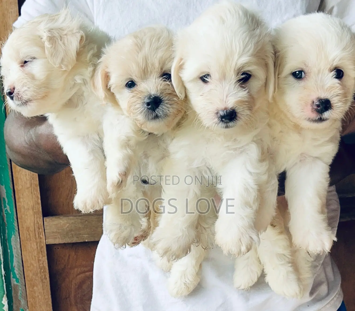 1-3 months Male Purebred Maltese