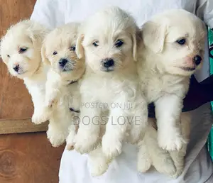 1-3 months Male Purebred Maltese