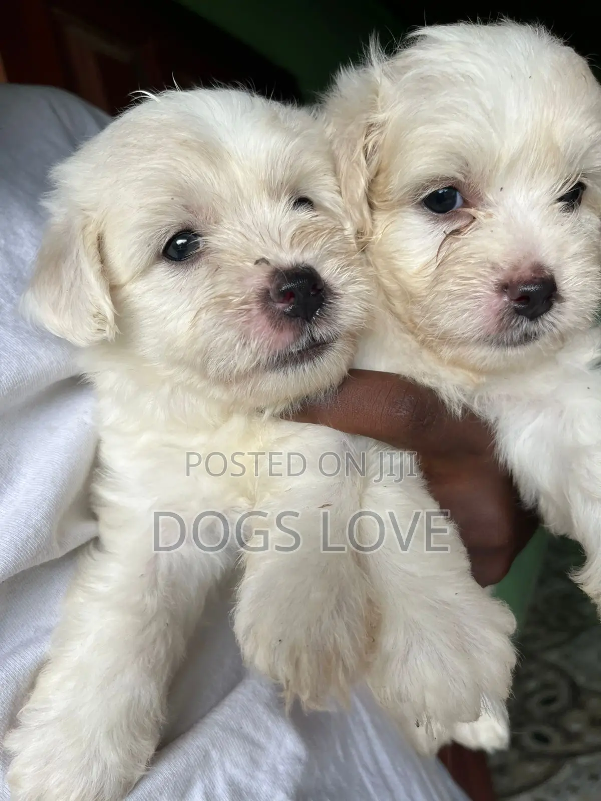 1-3 months Male Purebred Maltese