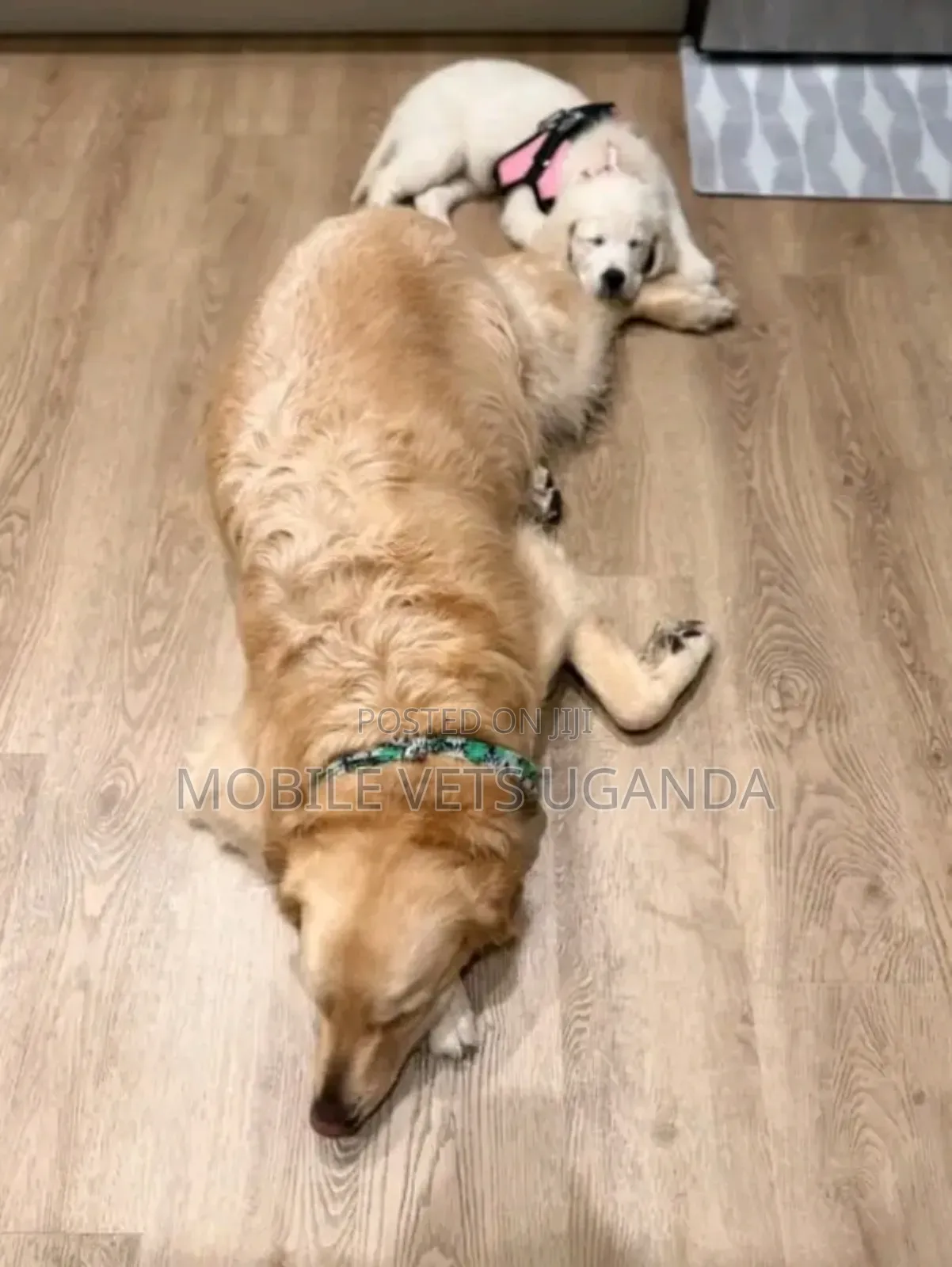 3-6 months Female Purebred Golden Retriever