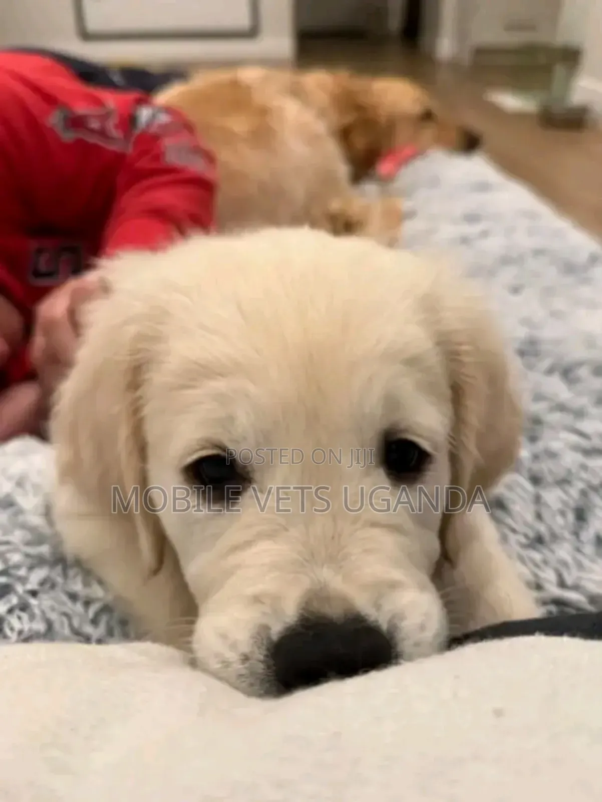 3-6 months Female Purebred Golden Retriever