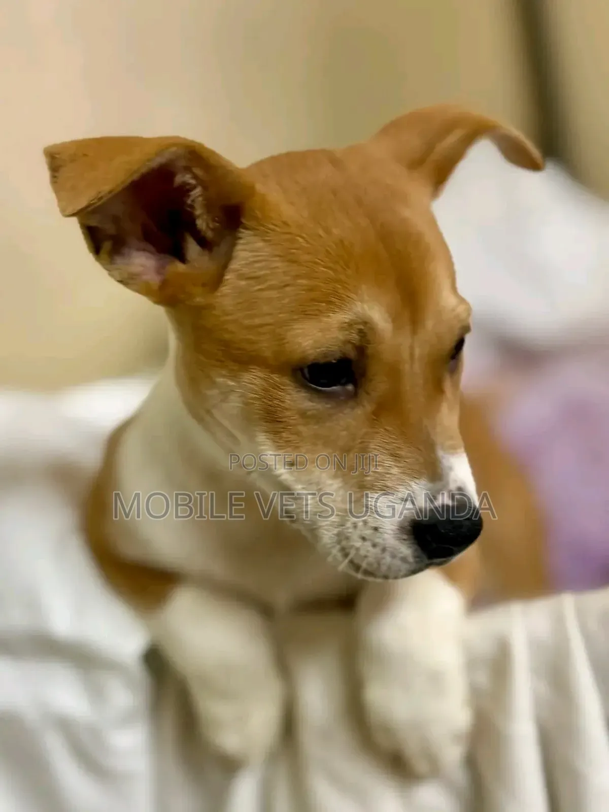 1-3 months Male Purebred American Pit Bull Terrier