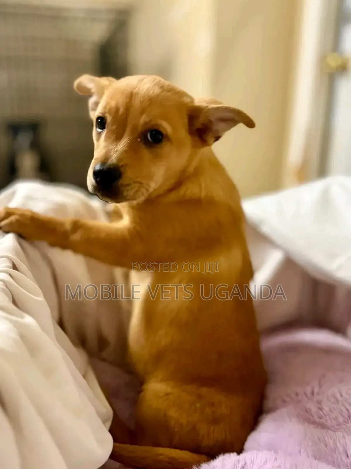3-6 months Female Purebred American Pit Bull Terrier
