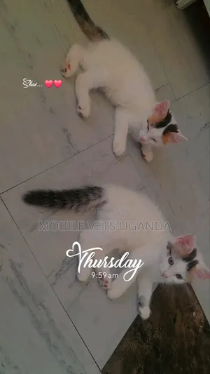 1-3 months Male Purebred Norwegian Forest